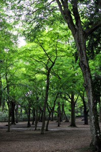 greenforest