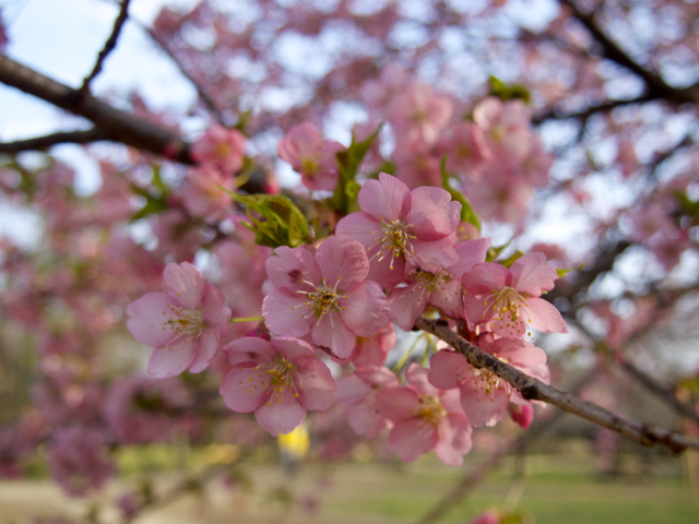kawazusakura